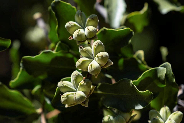 Loài cây quý như vàng dùng bào chế vaccine COVID-19 Loai cay quy nhu vang dung bao che vaccine COVID-19