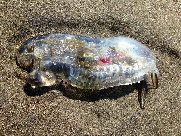 Khám phá 'báu vật đại dương' cực độc lạ - Hình 5 Kham pha 'bau vat dai duong' cuc doc la-Hinh-5