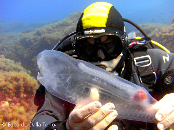 Khám phá 'báu vật đại dương' cực độc lạ - Hình 3 Kham pha 'bau vat dai duong' cuc doc la-Hinh-3