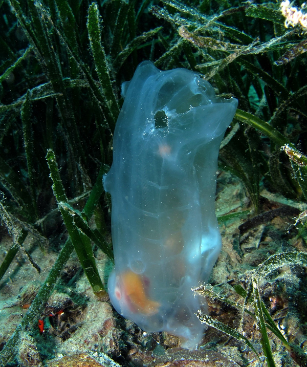 Khám phá 'báu vật đại dương' cực độc lạ - Hình 6 Kham pha 'bau vat dai duong' cuc doc la-Hinh-6