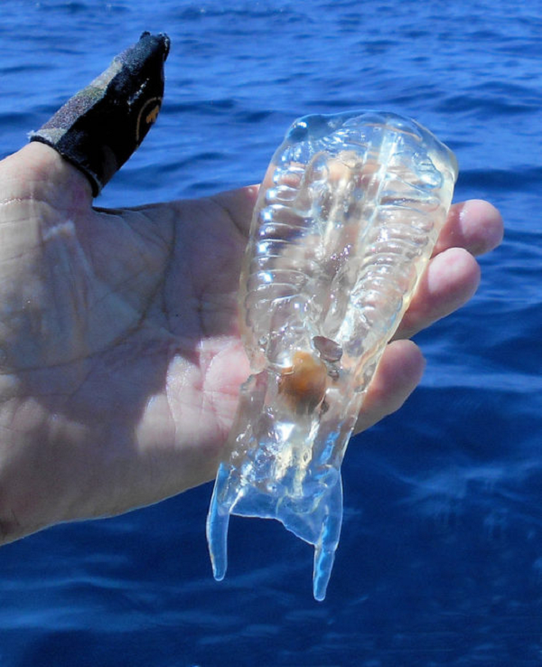 Khám phá 'báu vật đại dương' cực độc lạ - Hình 7 Kham pha 'bau vat dai duong' cuc doc la-Hinh-7