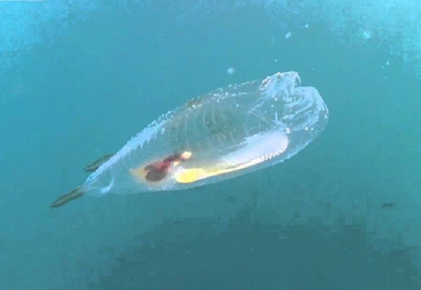 Khám phá 'báu vật đại dương' cực độc lạ - Hình 12 Kham pha 'bau vat dai duong' cuc doc la-Hinh-12