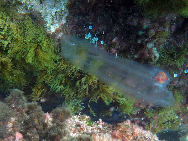 Khám phá 'báu vật đại dương' cực độc lạ - Hình 10 Kham pha 'bau vat dai duong' cuc doc la-Hinh-10