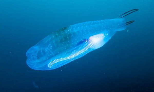 Khám phá 'báu vật đại dương' cực độc lạ - Hình 11 Kham pha 'bau vat dai duong' cuc doc la-Hinh-11