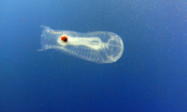 Khám phá 'báu vật đại dương' cực độc lạ - Hình 4 Kham pha 'bau vat dai duong' cuc doc la-Hinh-4