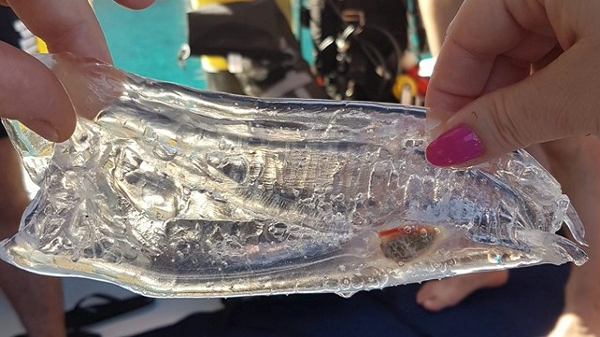 Khám phá 'báu vật đại dương' cực độc lạ - Hình 9 Kham pha 'bau vat dai duong' cuc doc la-Hinh-9