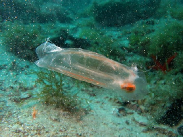 Khám phá 'báu vật đại dương' cực độc lạ - Hình 8 Kham pha 'bau vat dai duong' cuc doc la-Hinh-8