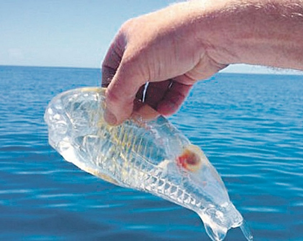 Khám phá 'báu vật đại dương' cực độc lạ - Hình 2 Kham pha 'bau vat dai duong' cuc doc la-Hinh-2