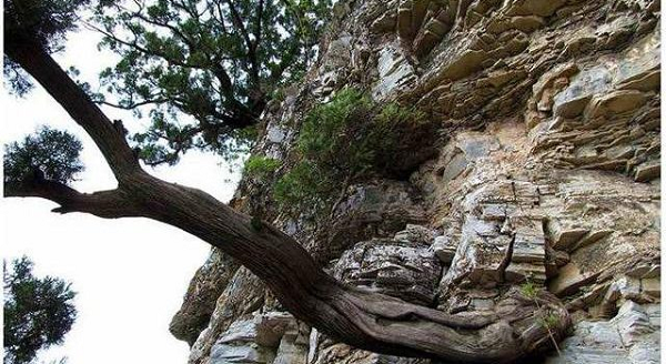 Người đàn ông bất ngờ được báu vật 3,5 tỷ khi bạn cho khúc gỗ - Hình 6 Nguoi dan ong bat ngo duoc bau vat 3,5 ty khi ban cho khuc go-Hinh-6