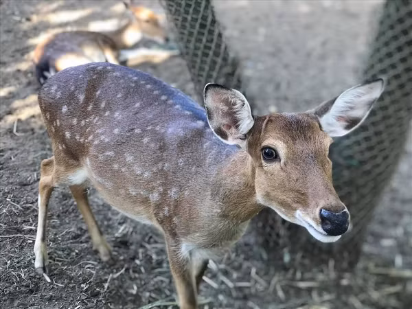 CDC Trung Quoc: Cac loai nhiem SARS-CoV-2 trong tu nhien gia tang kho kiem soat-Hinh-3