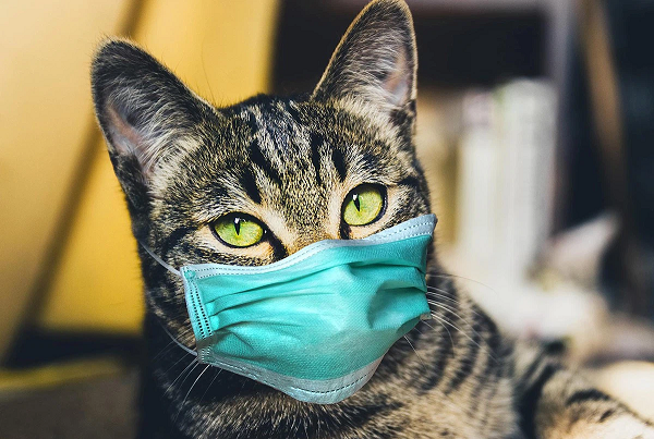 CDC Trung Quốc: Các loài nhiễm SARS-CoV-2 trong tự nhiên gia tăng khó kiểm soát - Hình 9 CDC Trung Quoc: Cac loai nhiem SARS-CoV-2 trong tu nhien gia tang kho kiem soat-Hinh-9