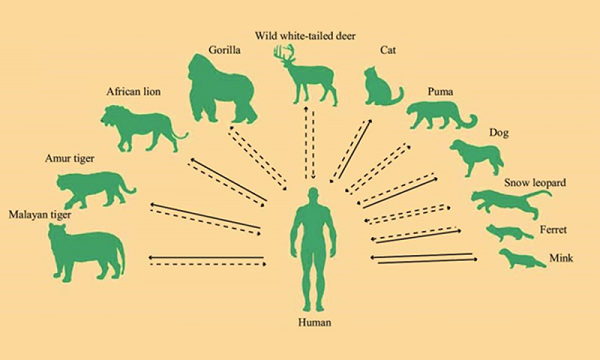 CDC Trung Quốc: Các loài nhiễm SARS-CoV-2 trong tự nhiên gia tăng khó kiểm soát CDC Trung Quoc: Cac loai nhiem SARS-CoV-2 trong tu nhien gia tang kho kiem soat