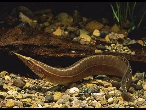 Thu nhap hang ty dong tu nuoi loai ca bo nhu nhan sam-Hinh-5