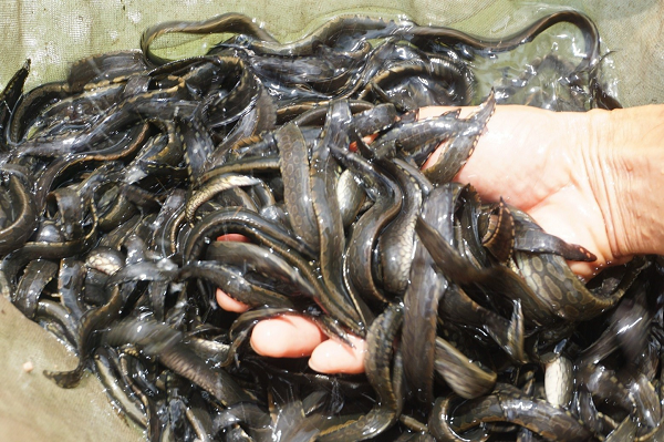 Thu nhập hàng tỷ đồng từ nuôi loài cá bổ như nhân sâm - Hình 12 Thu nhap hang ty dong tu nuoi loai ca bo nhu nhan sam-Hinh-12