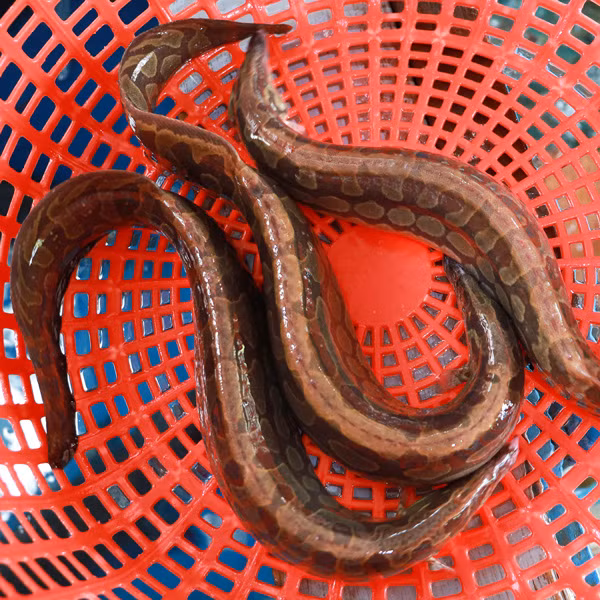 Thu nhap hang ty dong tu nuoi loai ca bo nhu nhan sam-Hinh-8