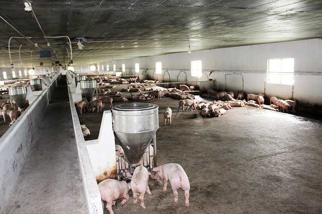 Đồng Nai: Chăn nuôi C.P Việt Nam phải di dời trang trại gà giống tại Vĩnh Cửu Dong Nai: Chan nuoi C.P Viet Nam phai di doi trang trai ga giong tai Vinh Cuu