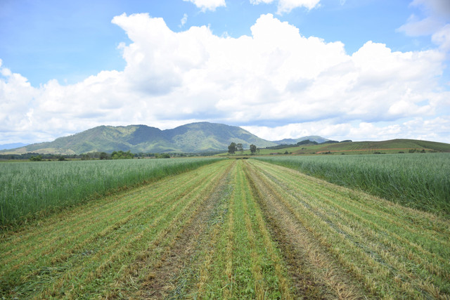 To hop trang trai tai Lao cua Vinamilk day nhanh tien do hoan thanh giai doan 1-Hinh-2