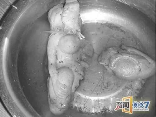 Vật thể lạ như miếng thịt 25 kg, để nửa năm không hỏng - Hình 10 Vat the la nhu mieng thit 25 kg, de nua nam khong hong-Hinh-10
