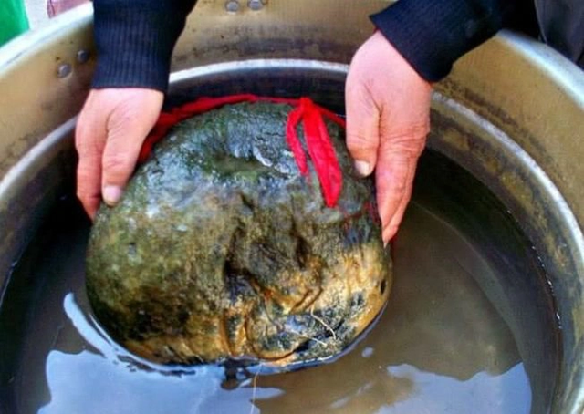Vật thể lạ như miếng thịt 25 kg, để nửa năm không hỏng - Hình 7 Vat the la nhu mieng thit 25 kg, de nua nam khong hong-Hinh-7