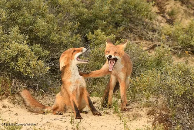 Thu vi nhung bieu cam kho hieu cua cac loai dong vat