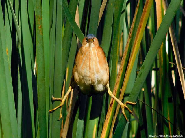 Thu vi nhung bieu cam kho hieu cua cac loai dong vat-Hinh-5