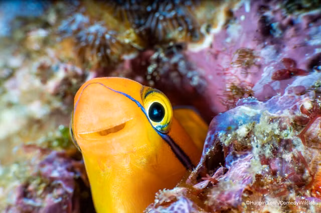 Thu vi nhung bieu cam kho hieu cua cac loai dong vat-Hinh-8