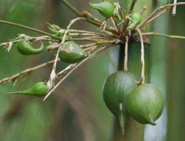 Biết gì về loại quả trăm năm mới nở gắn với thảm hoạ khủng khiếp - Hình 3 Biet gi ve loai qua tram nam moi no gan voi tham hoa khung khiep-Hinh-3