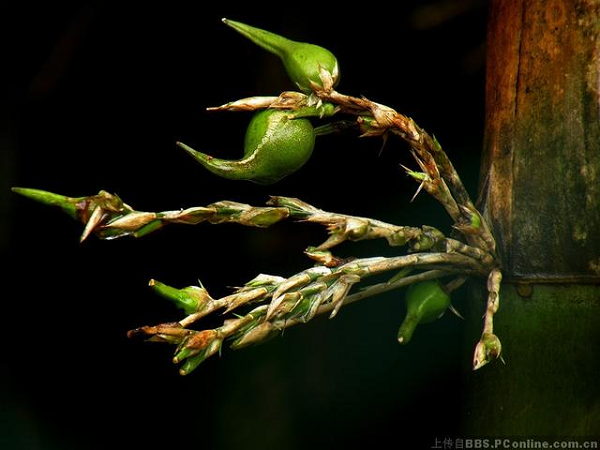 Biết gì về loại quả trăm năm mới nở gắn với thảm hoạ khủng khiếp - Hình 8 Biet gi ve loai qua tram nam moi no gan voi tham hoa khung khiep-Hinh-8