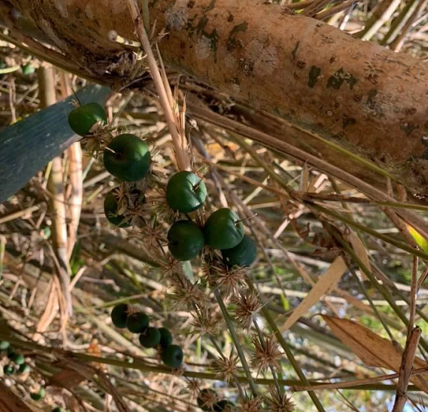 Biết gì về loại quả trăm năm mới nở gắn với thảm hoạ khủng khiếp - Hình 10 Biet gi ve loai qua tram nam moi no gan voi tham hoa khung khiep-Hinh-10