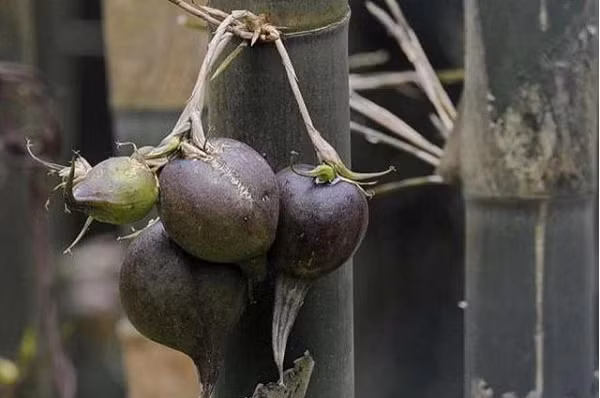 Biet gi ve loai qua tram nam moi no gan voi tham hoa khung khiep-Hinh-5