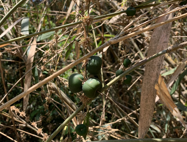 Biết gì về loại quả trăm năm mới nở gắn với thảm hoạ khủng khiếp - Hình 6 Biet gi ve loai qua tram nam moi no gan voi tham hoa khung khiep-Hinh-6