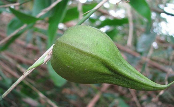 Biết gì về loại quả trăm năm mới nở gắn với thảm hoạ khủng khiếp - Hình 12 Biet gi ve loai qua tram nam moi no gan voi tham hoa khung khiep-Hinh-12