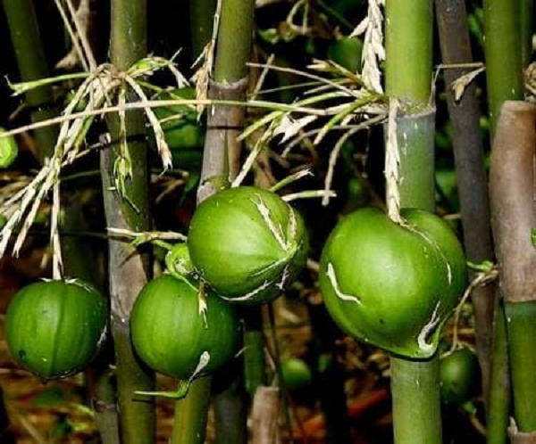 Biết gì về loại quả trăm năm mới nở gắn với thảm hoạ khủng khiếp - Hình 9 Biet gi ve loai qua tram nam moi no gan voi tham hoa khung khiep-Hinh-9