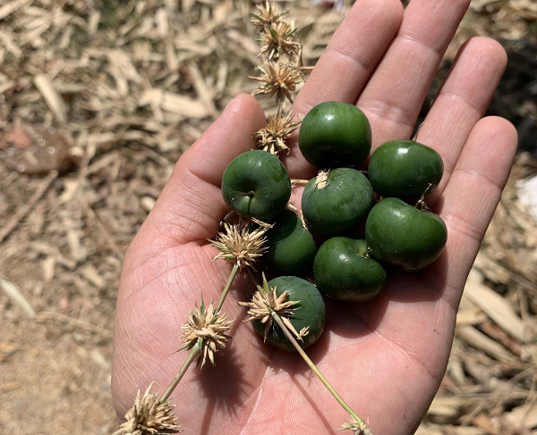 Biết gì về loại quả trăm năm mới nở gắn với thảm hoạ khủng khiếp - Hình 2 Biet gi ve loai qua tram nam moi no gan voi tham hoa khung khiep-Hinh-2