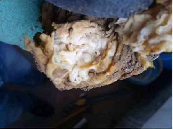 Can canh bau vat Tan Thuy Hoang tung ao uoc-Hinh-4