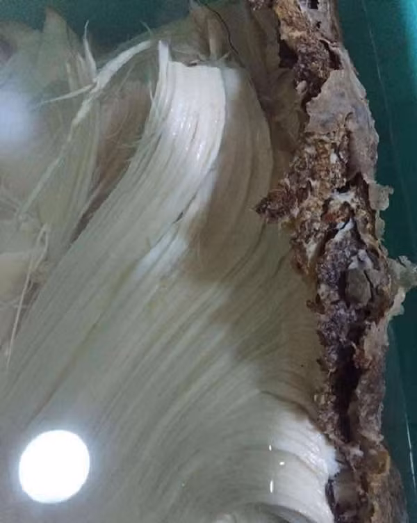 Can canh bau vat Tan Thuy Hoang tung ao uoc-Hinh-9