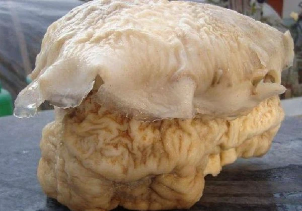 Can canh bau vat Tan Thuy Hoang tung ao uoc-Hinh-7