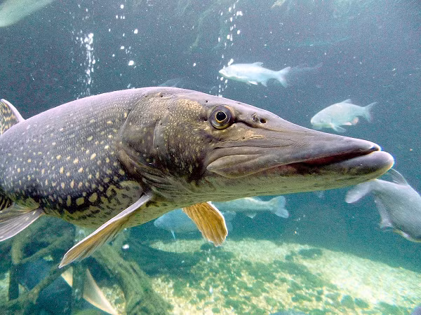 Tron mat kinh ngac canh tuong chim lam to trong hop so ca-Hinh-6