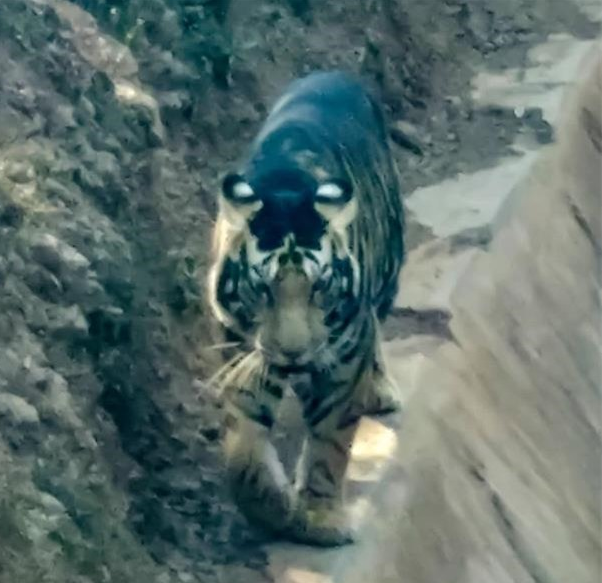 Xuất hiện cặp hổ đen cực hiếm đầu năm Nhâm Dần - Hình 12 Xuat hien cap ho den cuc hiem dau nam Nham Dan-Hinh-12