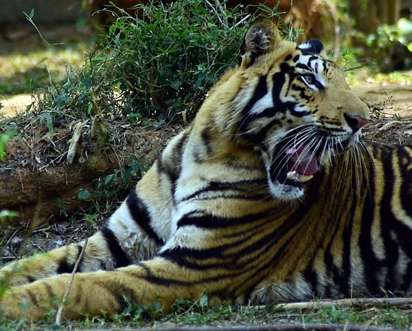 Xuất hiện cặp hổ đen cực hiếm đầu năm Nhâm Dần - Hình 6 Xuat hien cap ho den cuc hiem dau nam Nham Dan-Hinh-6