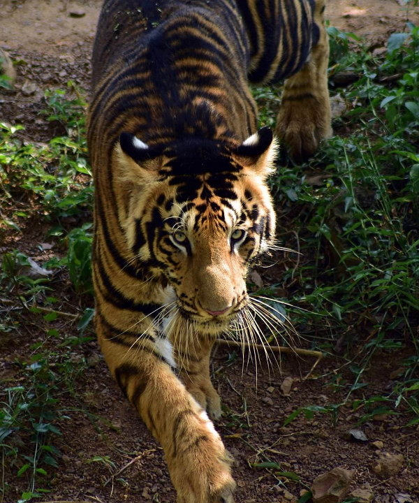 Xuất hiện cặp hổ đen cực hiếm đầu năm Nhâm Dần - Hình 4 Xuat hien cap ho den cuc hiem dau nam Nham Dan-Hinh-4