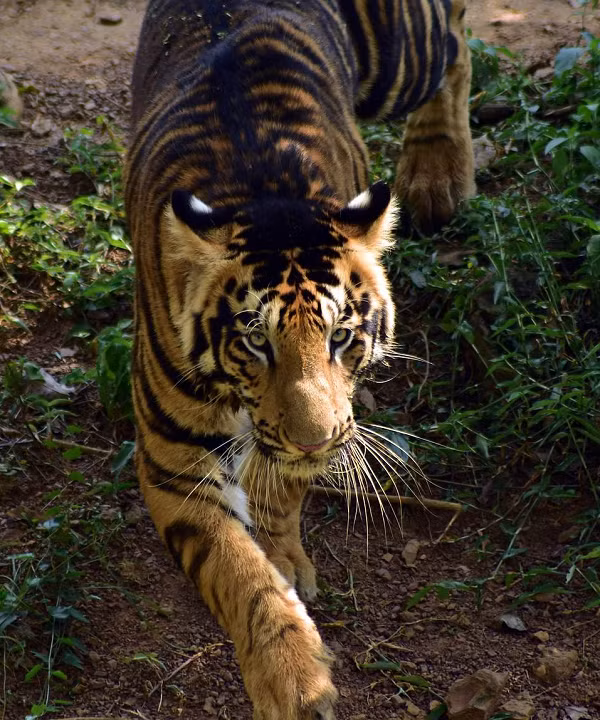 Xuat hien cap ho den cuc hiem dau nam Nham Dan-Hinh-4