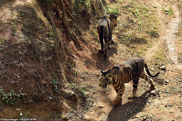Xuất hiện cặp hổ đen cực hiếm đầu năm Nhâm Dần - Hình 3 Xuat hien cap ho den cuc hiem dau nam Nham Dan-Hinh-3