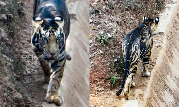 Xuất hiện cặp hổ đen cực hiếm đầu năm Nhâm Dần - Hình 5 Xuat hien cap ho den cuc hiem dau nam Nham Dan-Hinh-5