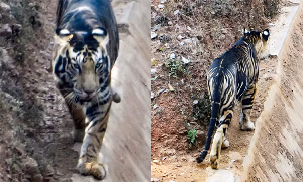 Xuat hien cap ho den cuc hiem dau nam Nham Dan-Hinh-5