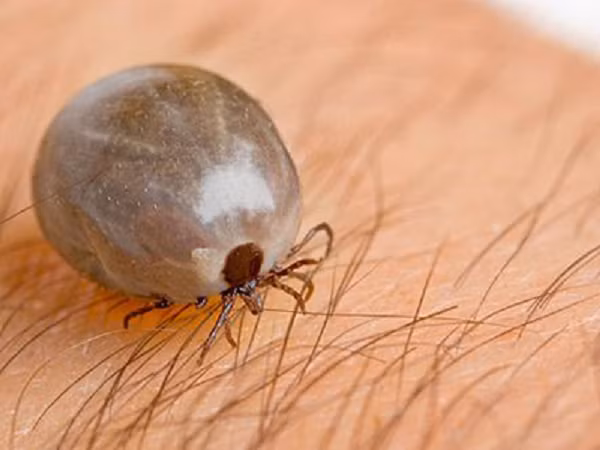 Bo ve Chau Phi 8 nam khong can an, de con voi “ban tinh” da chet-Hinh-10