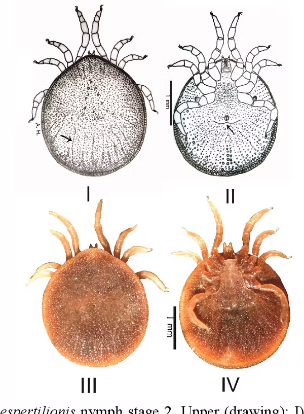 Bo ve Chau Phi 8 nam khong can an, de con voi “ban tinh” da chet-Hinh-6