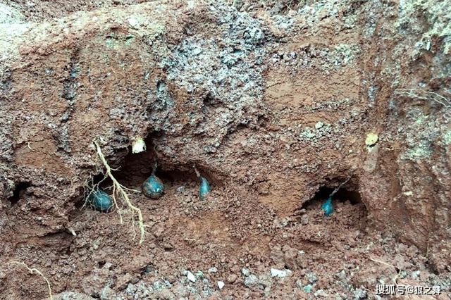 Kỳ bí loại nấm như quả trứng đen, tiền triệu vẫn không bán - Hình 2 Ky bi loai nam nhu qua trung den, tien trieu van khong ban-Hinh-2