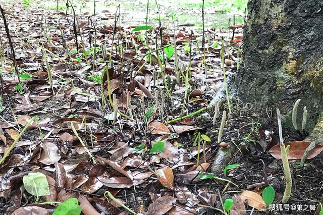 Kỳ bí loại nấm như quả trứng đen, tiền triệu vẫn không bán - Hình 7 Ky bi loai nam nhu qua trung den, tien trieu van khong ban-Hinh-7