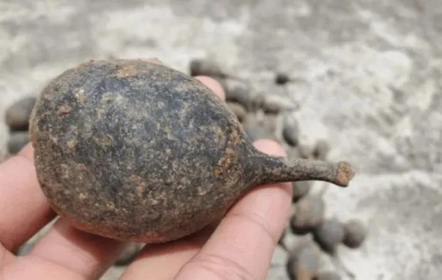 Kỳ bí loại nấm như quả trứng đen, tiền triệu vẫn không bán - Hình 5 Ky bi loai nam nhu qua trung den, tien trieu van khong ban-Hinh-5